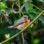 Kashmir Flycatcher (image by Dave Farrow)