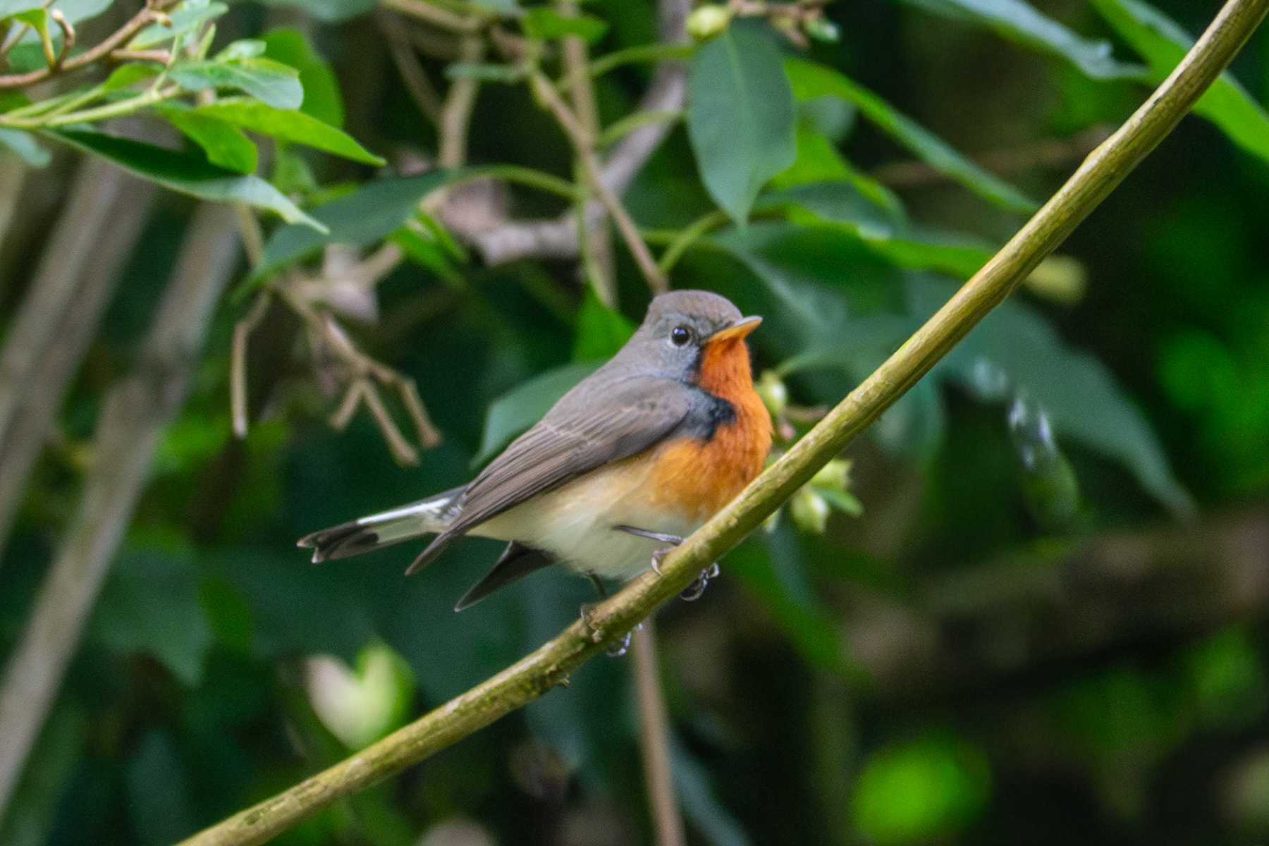Kashmir Flycatcher (image by Dave Farrow)