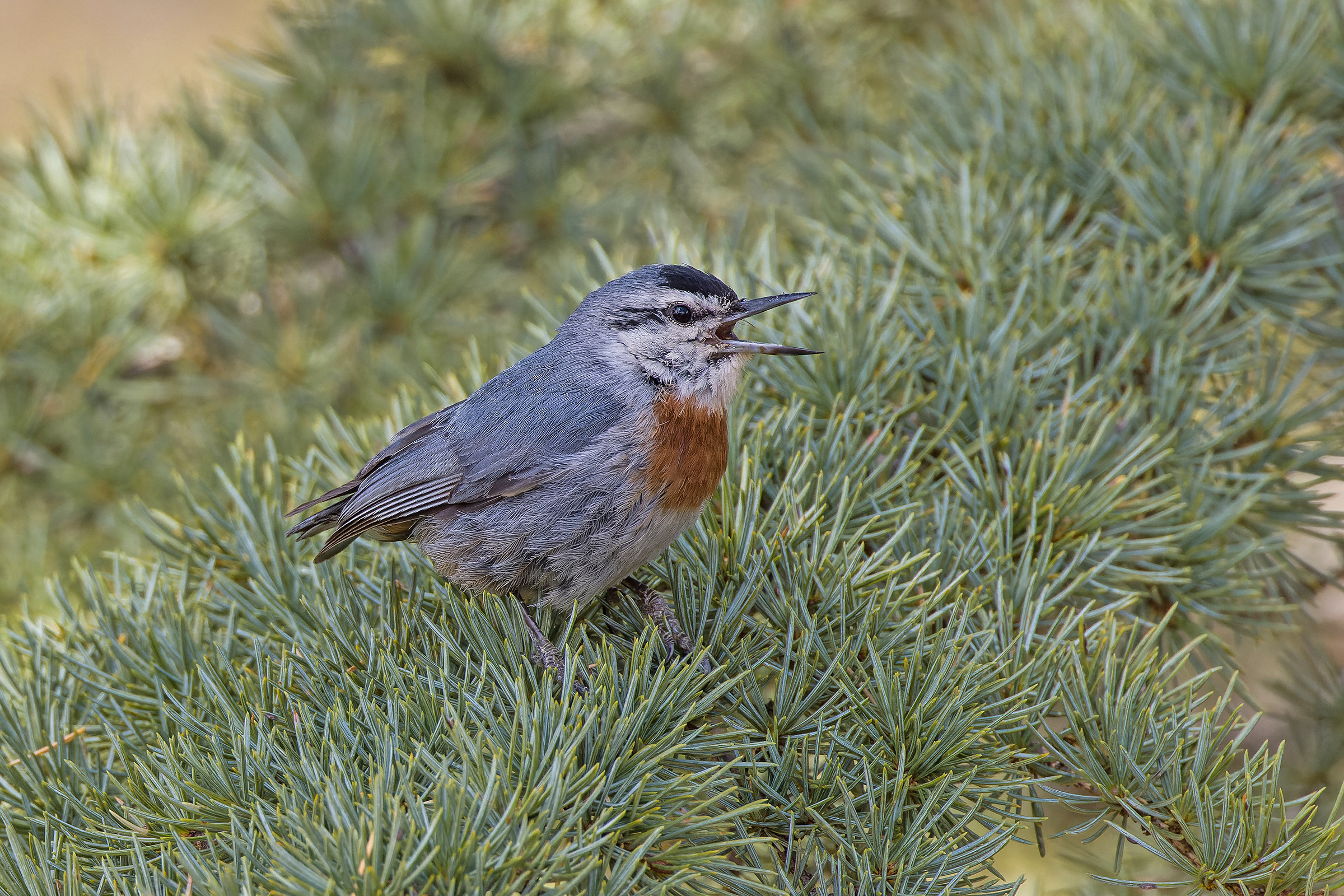 Krüper's Nuthatch (image by Pete Morris)