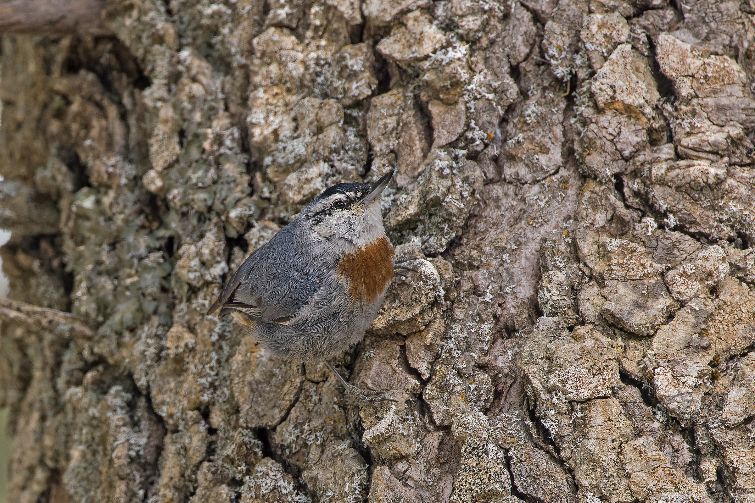 Krüper's Nuthatch (image by Pete Morris)