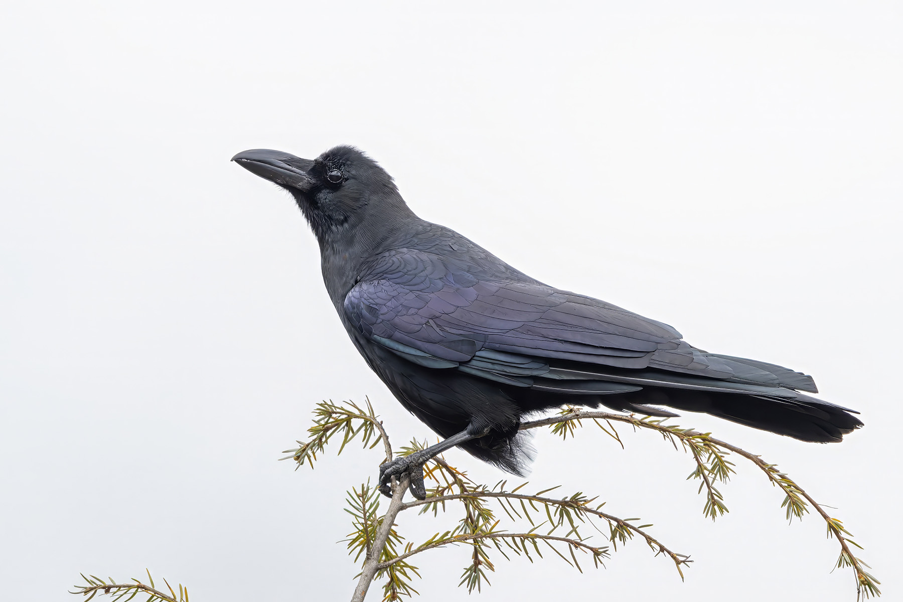 Large-billed Crow (image by Nik Borrow)