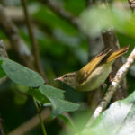 Large-billed Leaf Warbler (image by Dave Farrow)