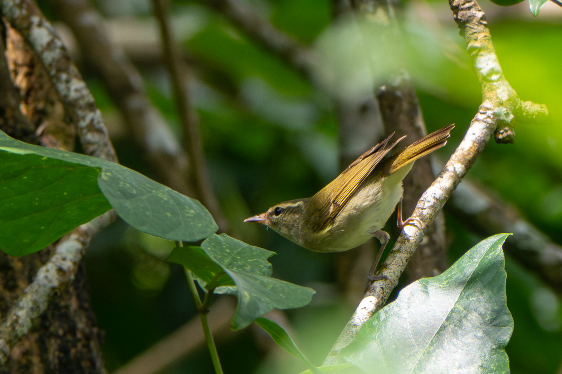 Large-billed Leaf Warbler (image by Dave Farrow)