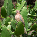 Laughing Dove (image by Dave Farrow)