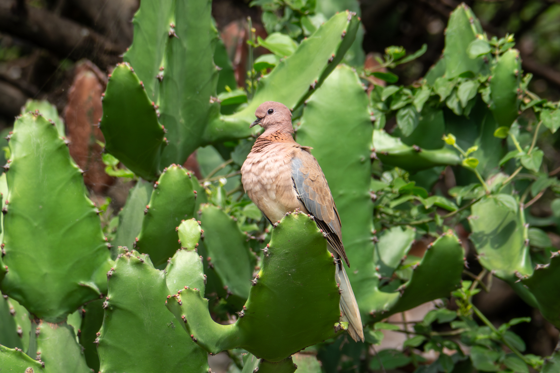 Laughing Dove (image by Dave Farrow)
