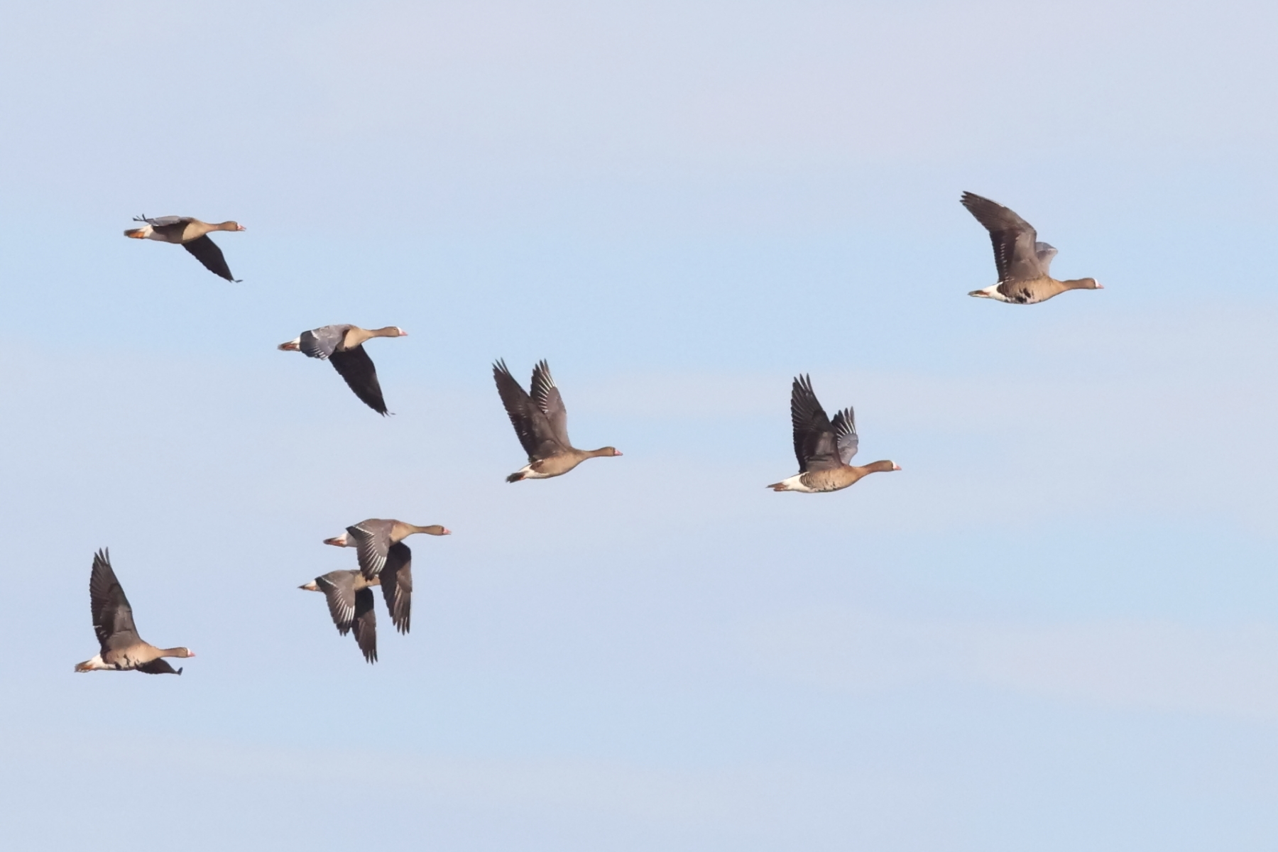 Lesser White-fronted Geese (image by János Oláh)
