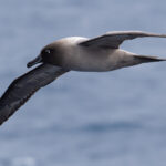 Light-mantled Albatross (image by Mike Watson)