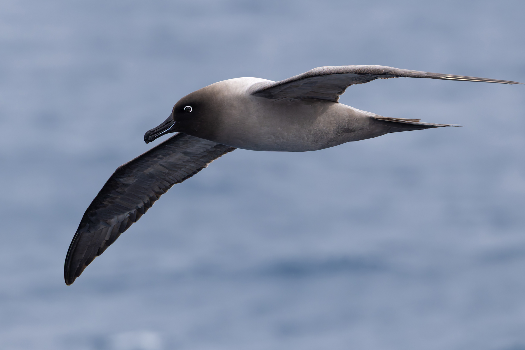 Light-mantled Albatross (image by Mike Watson)