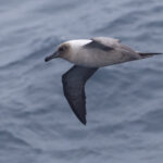 Light-mantled Albatross (image by Mike Watson)