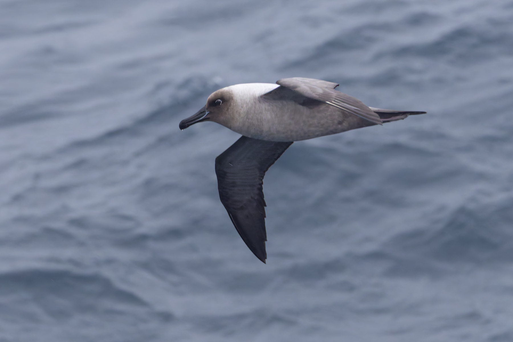 Light-mantled Albatross (image by Mike Watson)