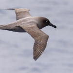 Light-mantled Albatross (image by Mike Watson)
