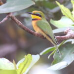 Little Bee-eater (image by Janos Olah)