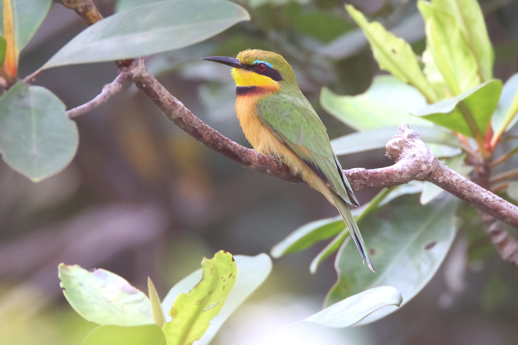 Little Bee-eater (image by Janos Olah)