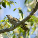 Little Bronze Cuckoo (image by Michael Greenshields)