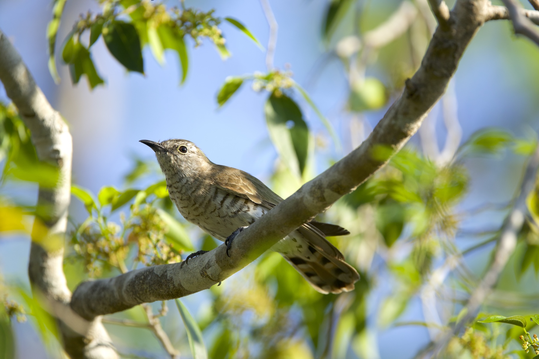 Little Bronze Cuckoo (image by Michael Greenshields)