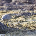 Little Heron (image by Michael Greenshields)