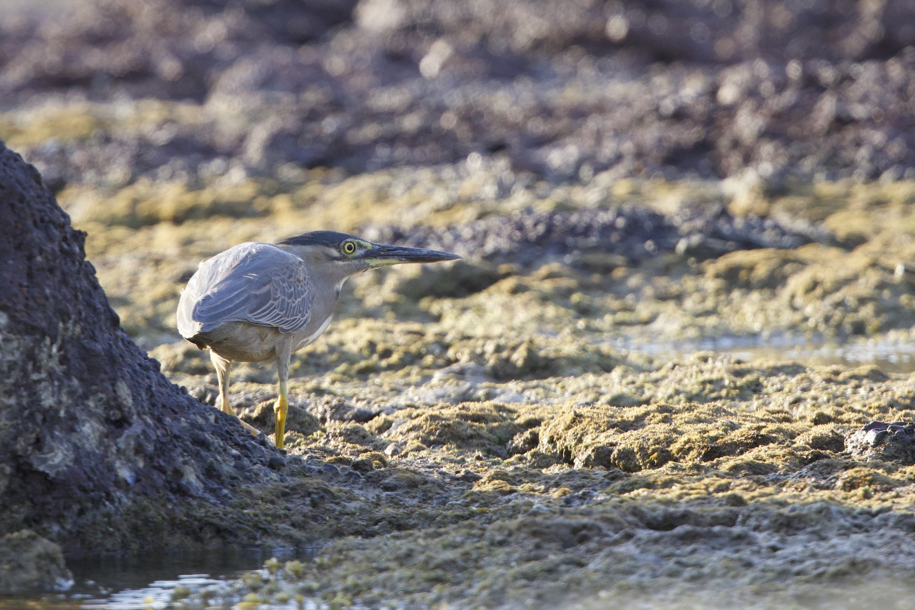 Little Heron (image by Michael Greenshields)