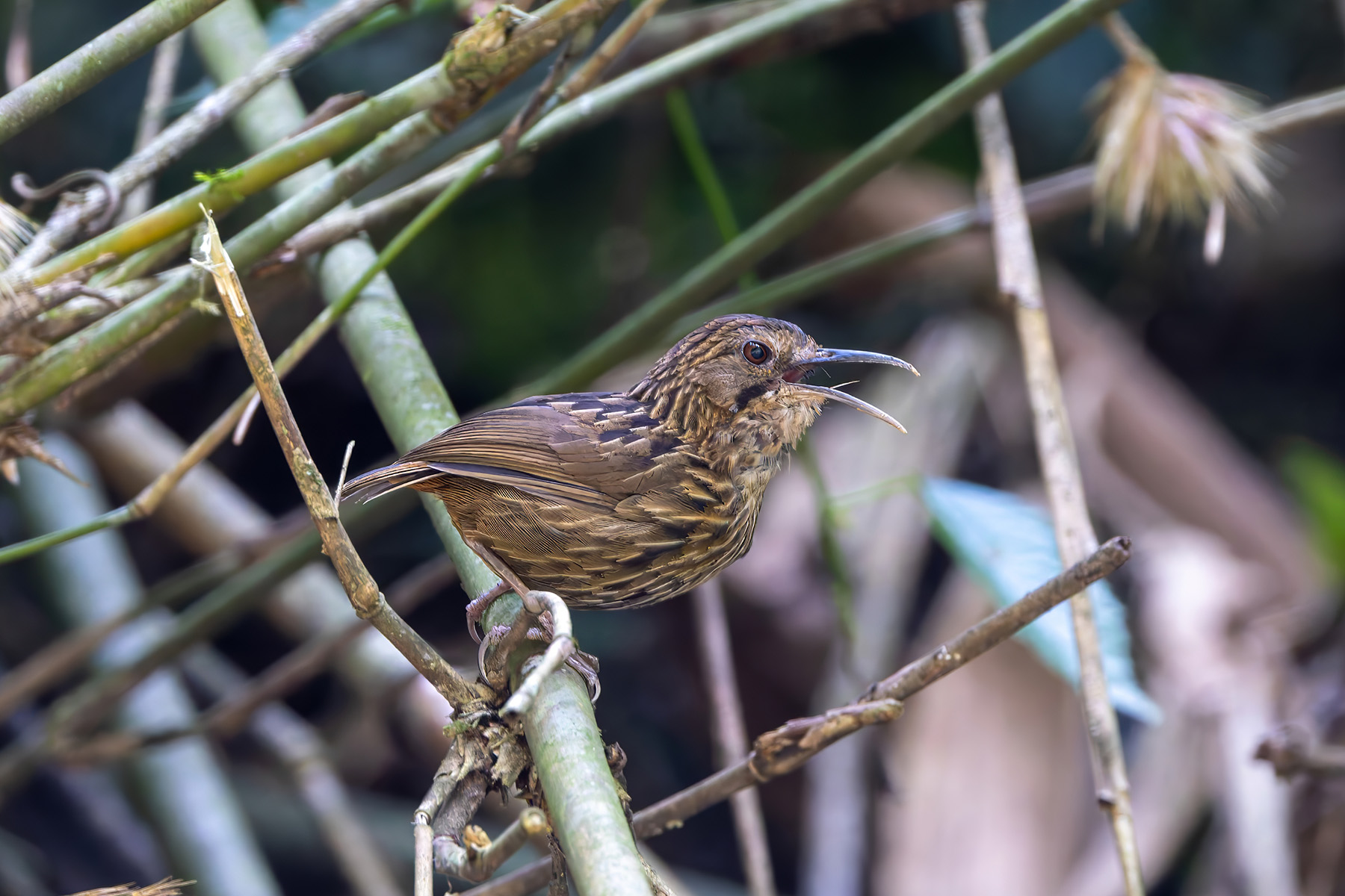 Long-billed Wren-Babbler (image by Nik Borrow)