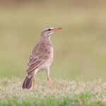 Long-legged Pipit (image by Janos Olah)