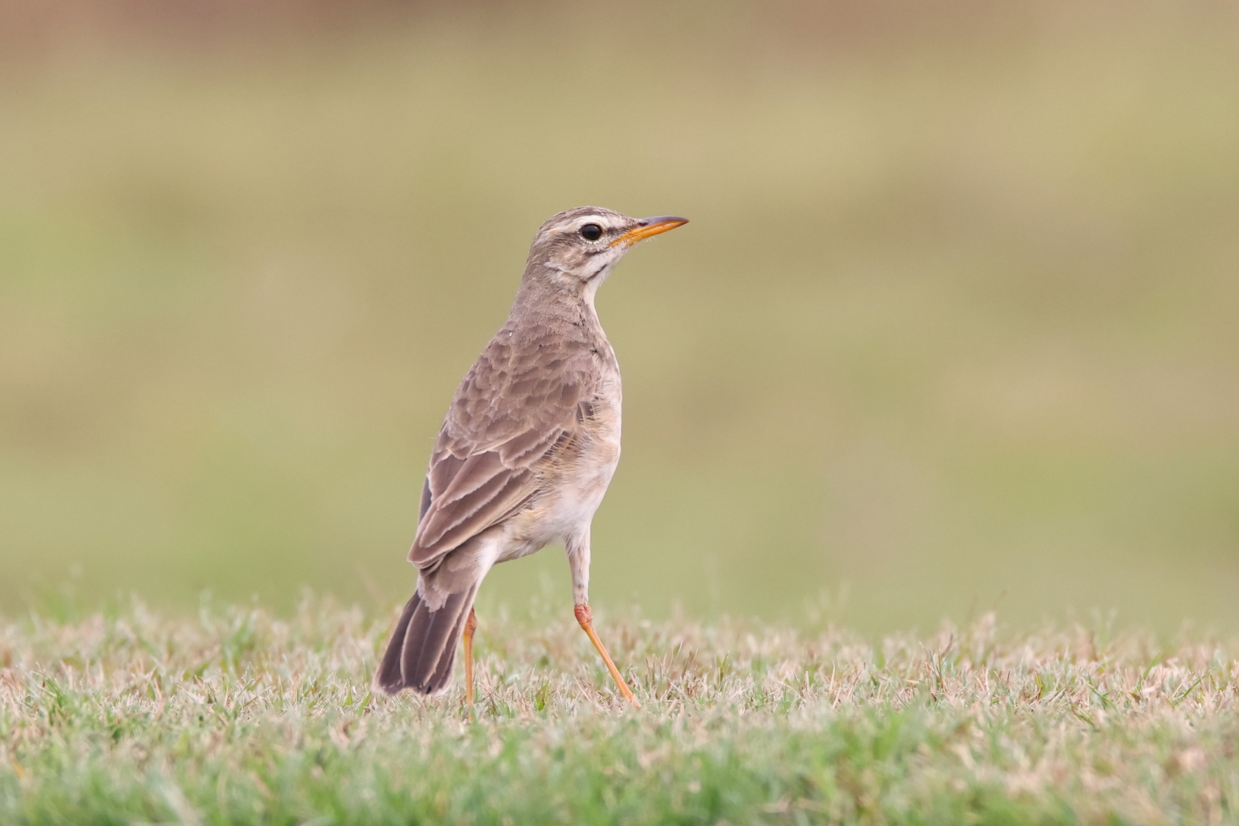 Long-legged Pipit (image by Janos Olah)