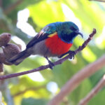 Ludwig's Double-collared Sunbird (image by Janos Olah)
