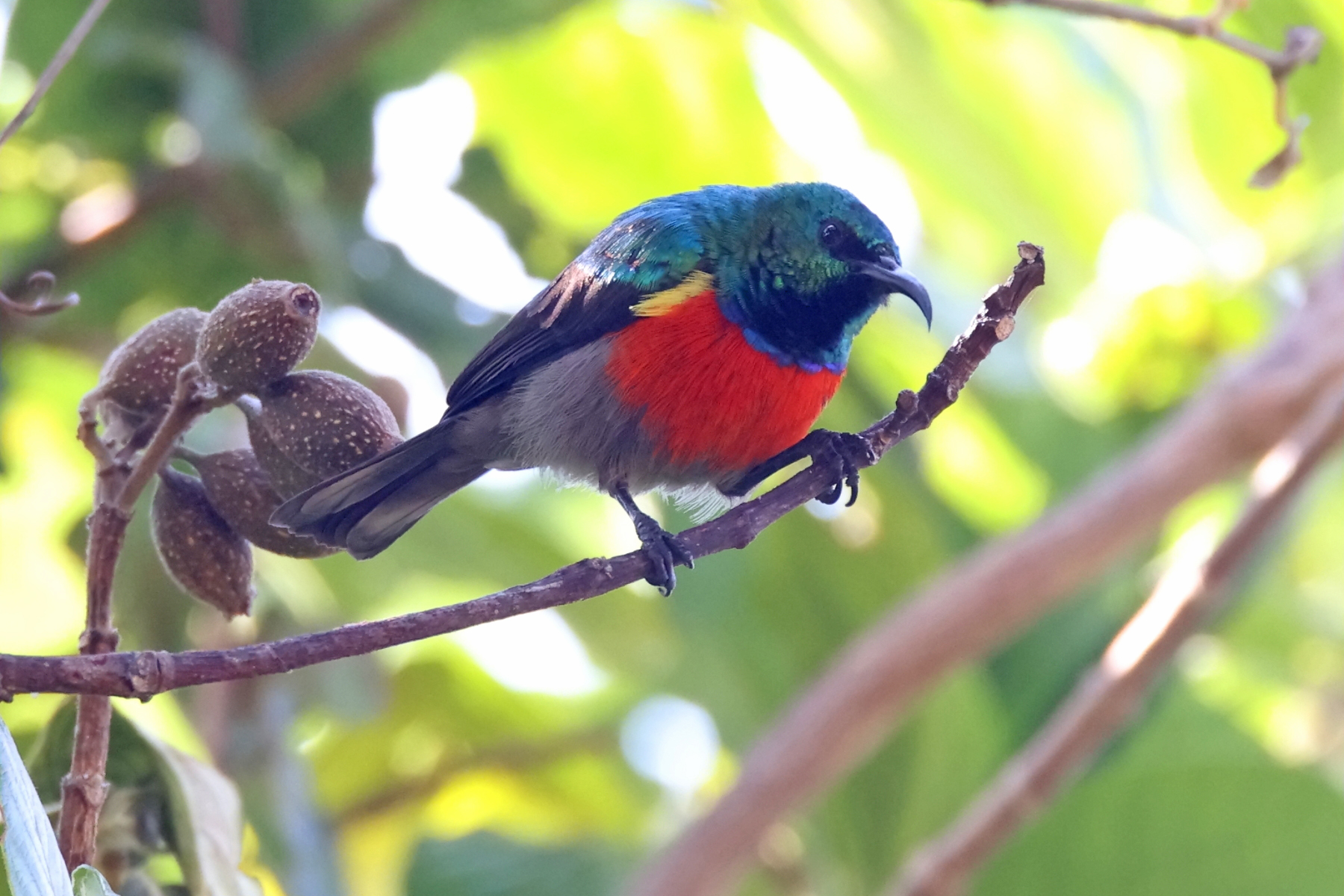 Ludwig's Double-collared Sunbird (image by Janos Olah)