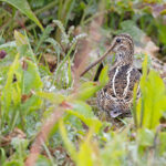 Magellanic Snipe (image by Mike Watson)