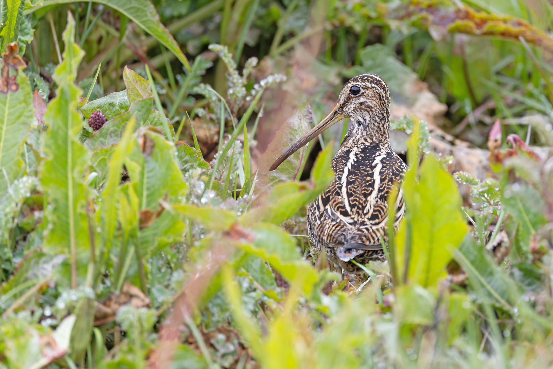 Magellanic Snipe (image by Mike Watson)