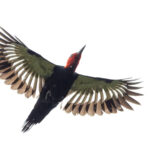 Magellanic Woodpecker (image by Mike Watson)