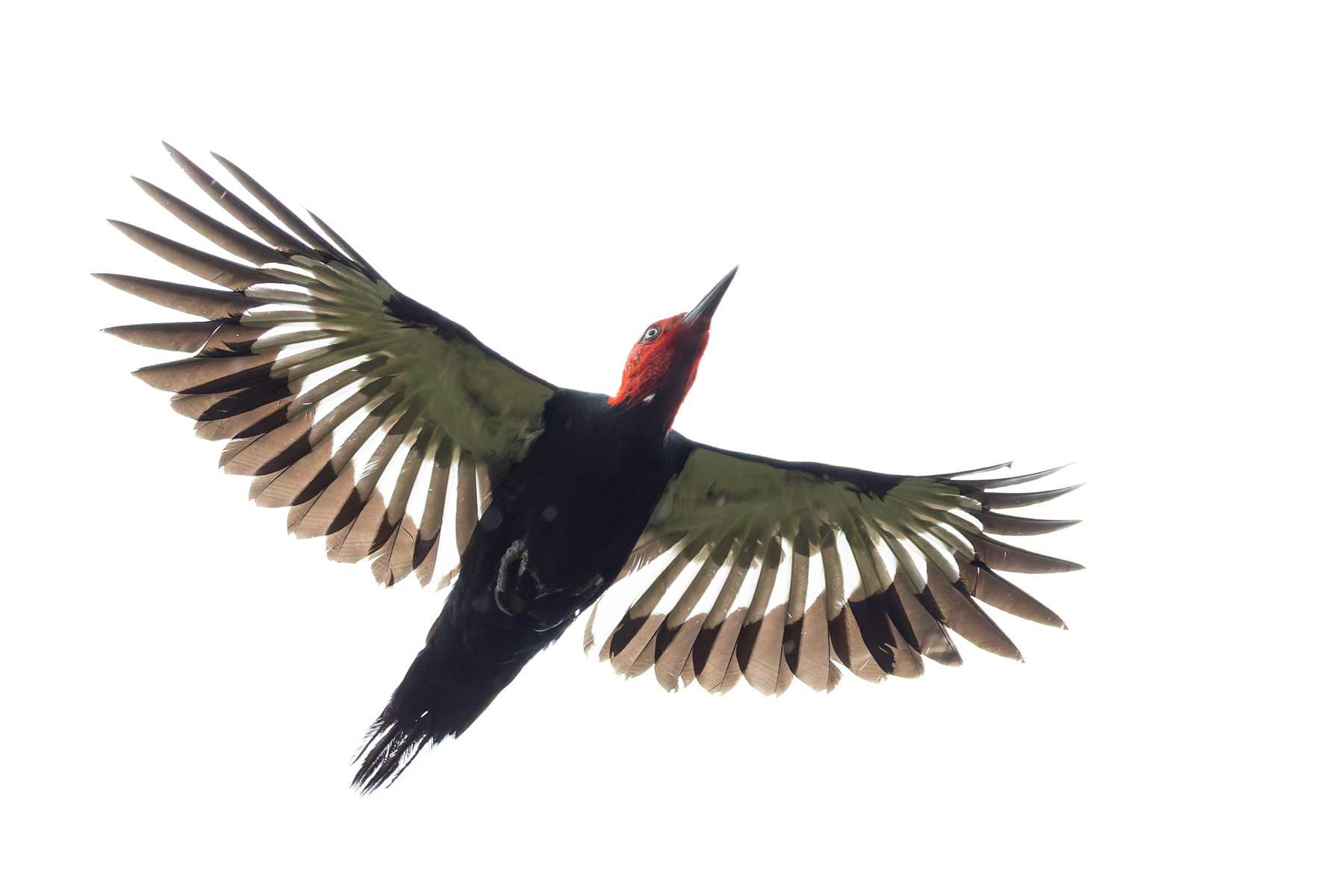 Magellanic Woodpecker (image by Mike Watson)