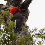 Magellanic Woodpecker (image by Mike Watson)