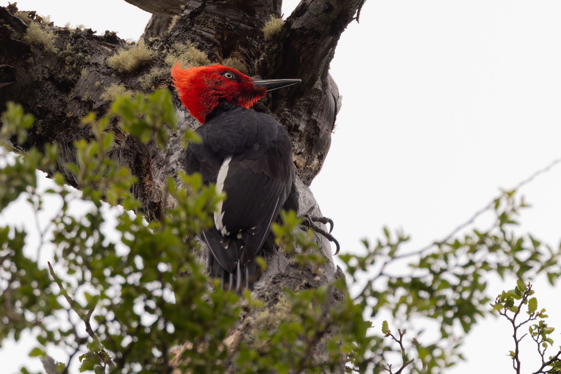 Magellanic Woodpecker (image by Mike Watson)