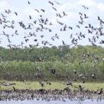 Magpie Geese (image by Michael Greenshields)