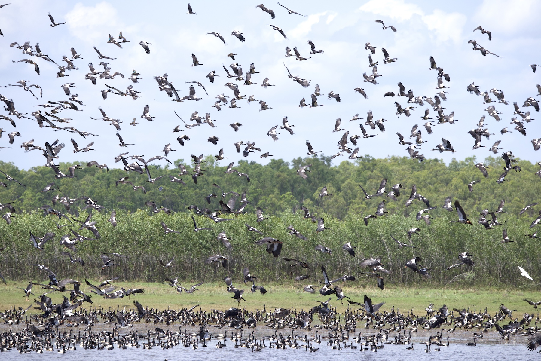 Magpie Geese (image by Michael Greenshields)