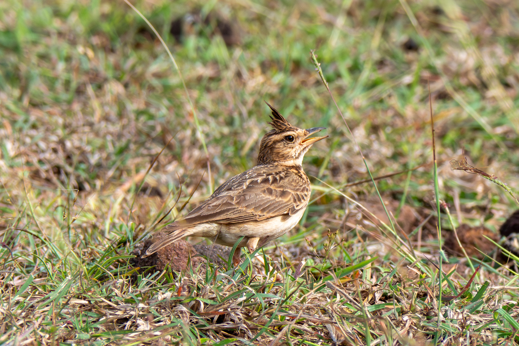 Malabar Lark (image by Dave Farrow)