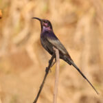 Bocage's Sunbird (image by Janos Olah)