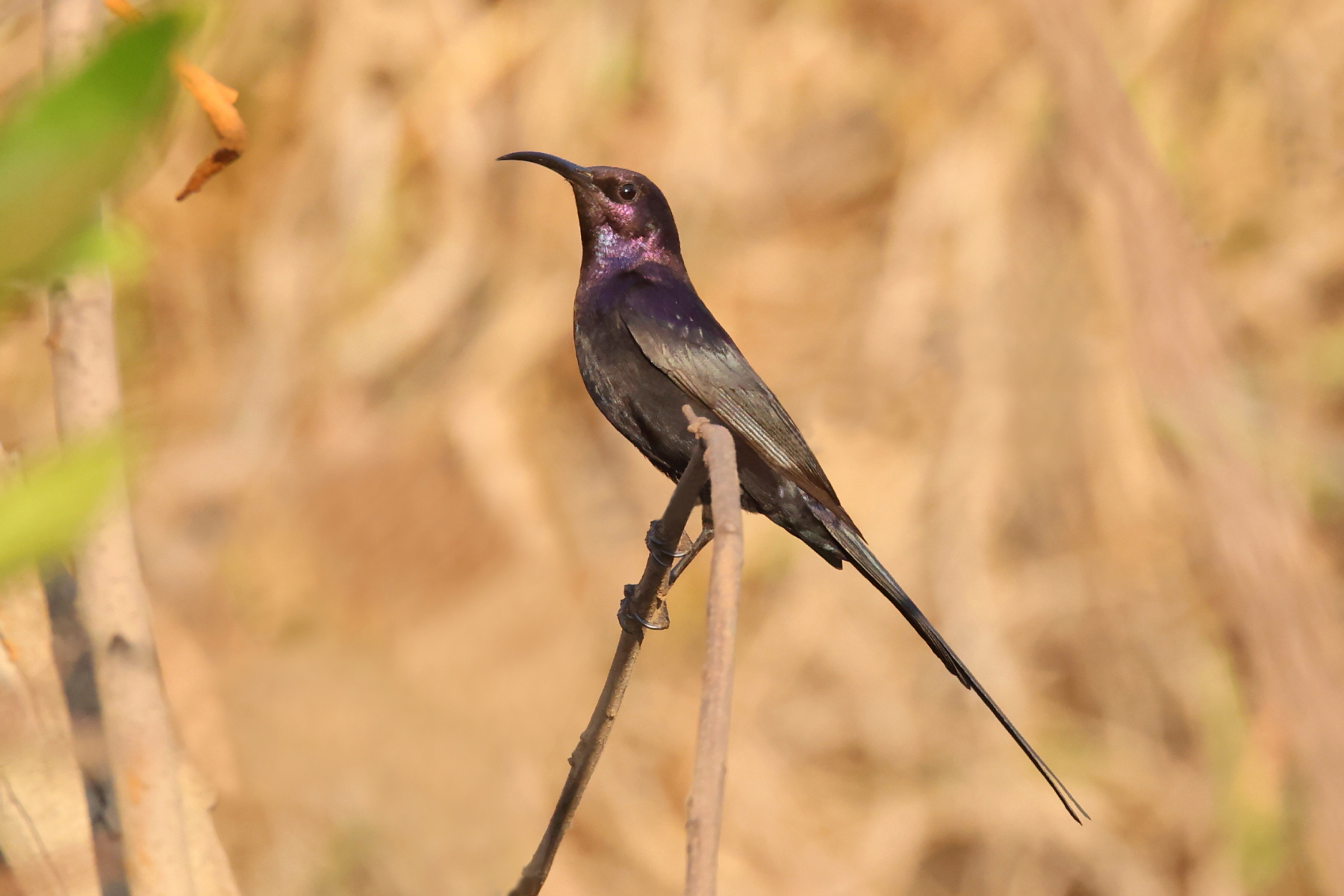 Bocage's Sunbird (image by Janos Olah)