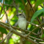 Mangrove Whistler (image by Dave Farrow)