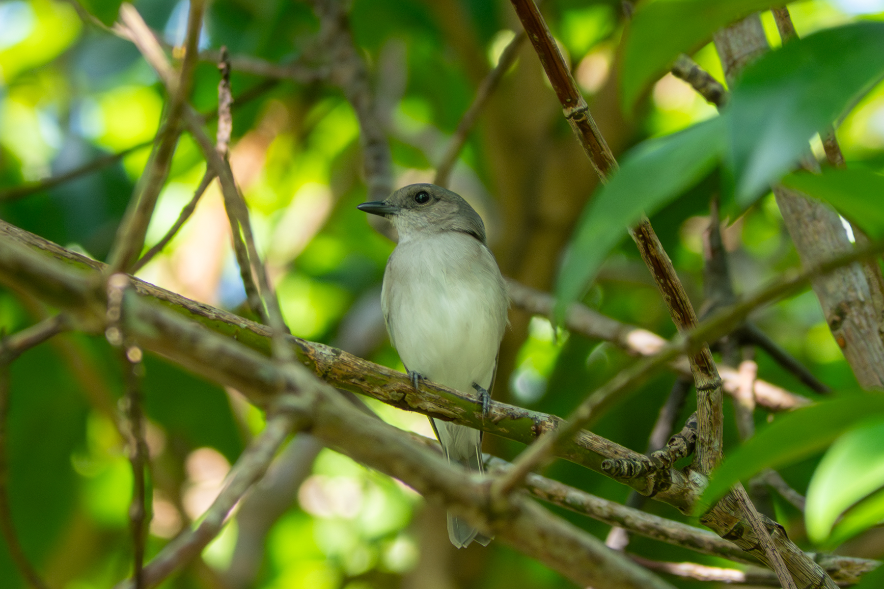 Mangrove Whistler (image by Dave Farrow)