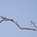 Masked Woodswallows (image by Michael Greenshields)