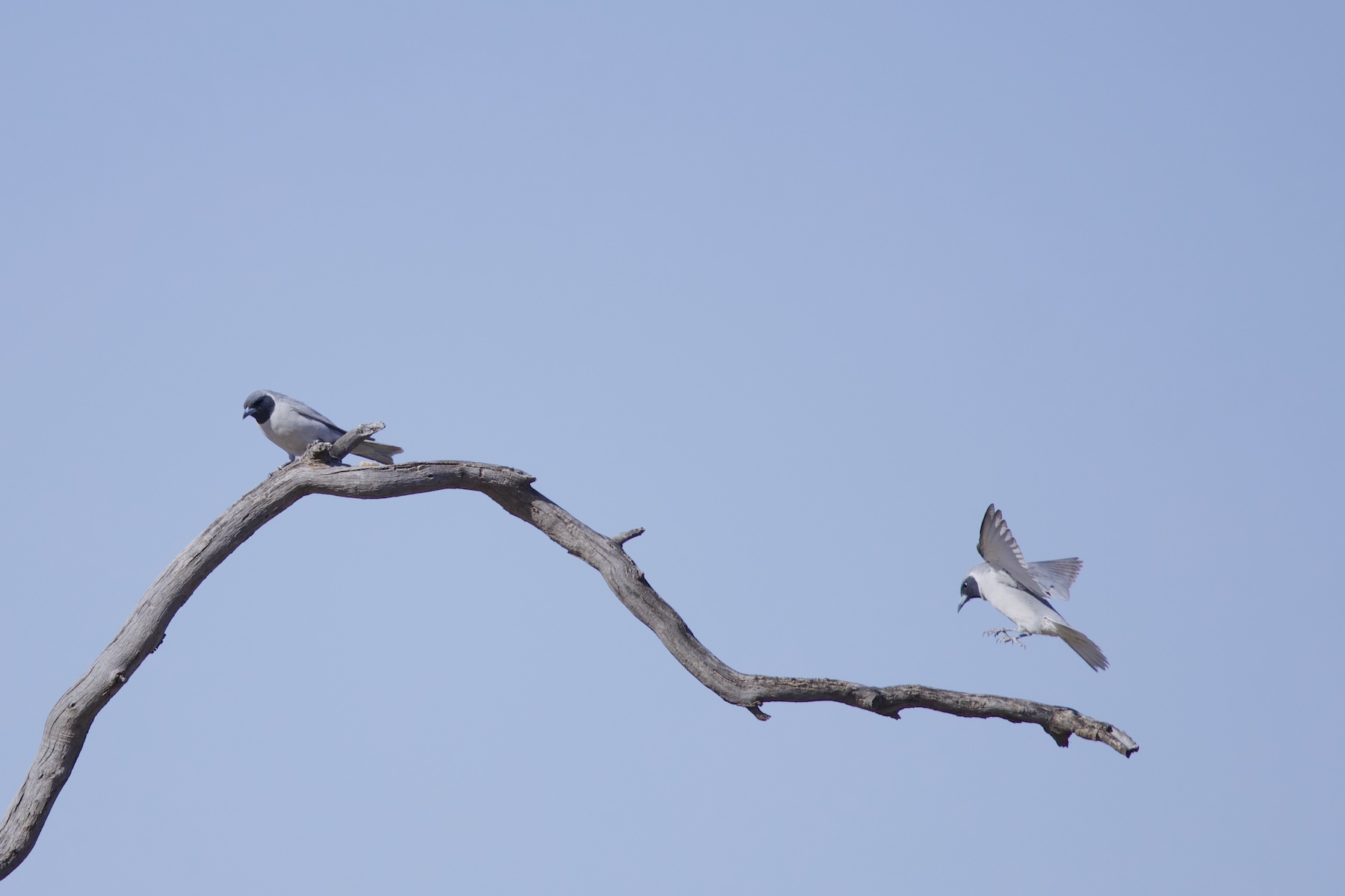 Masked Woodswallows (image by Michael Greenshields)