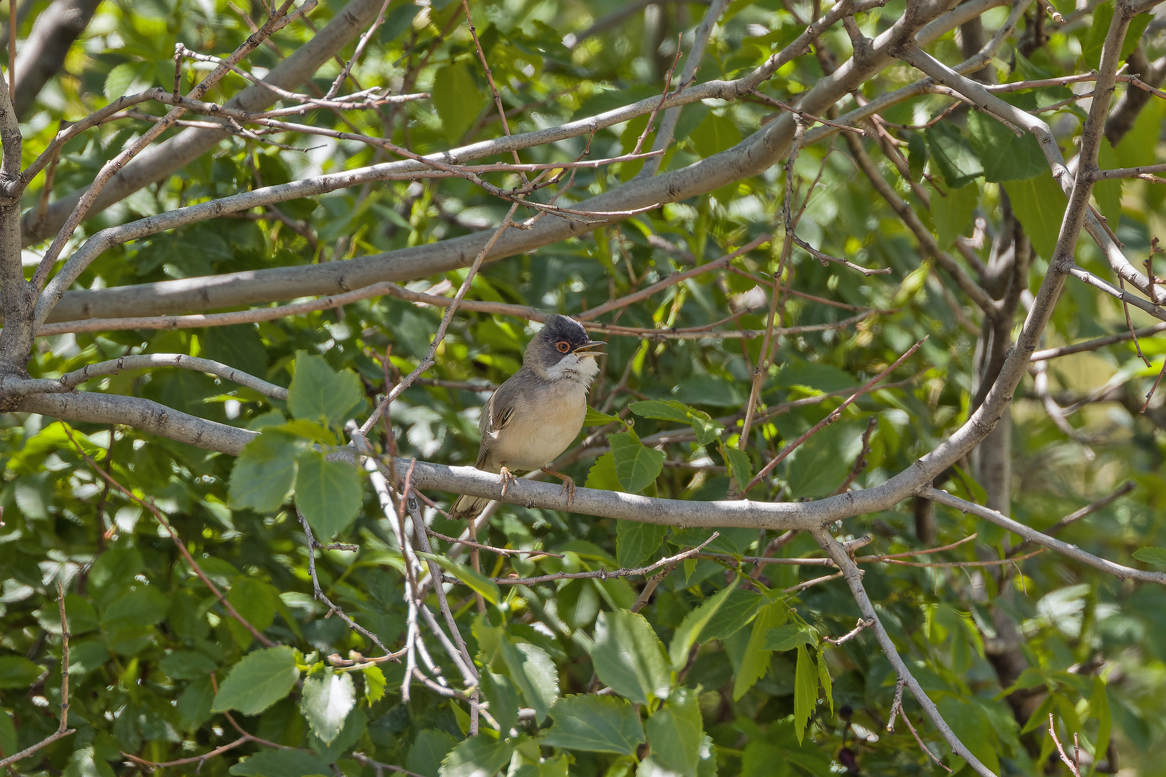Ménétries's Warbler (image by Pete Morris)