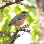 Miombo Scrub Robin (image by Janos Olah)