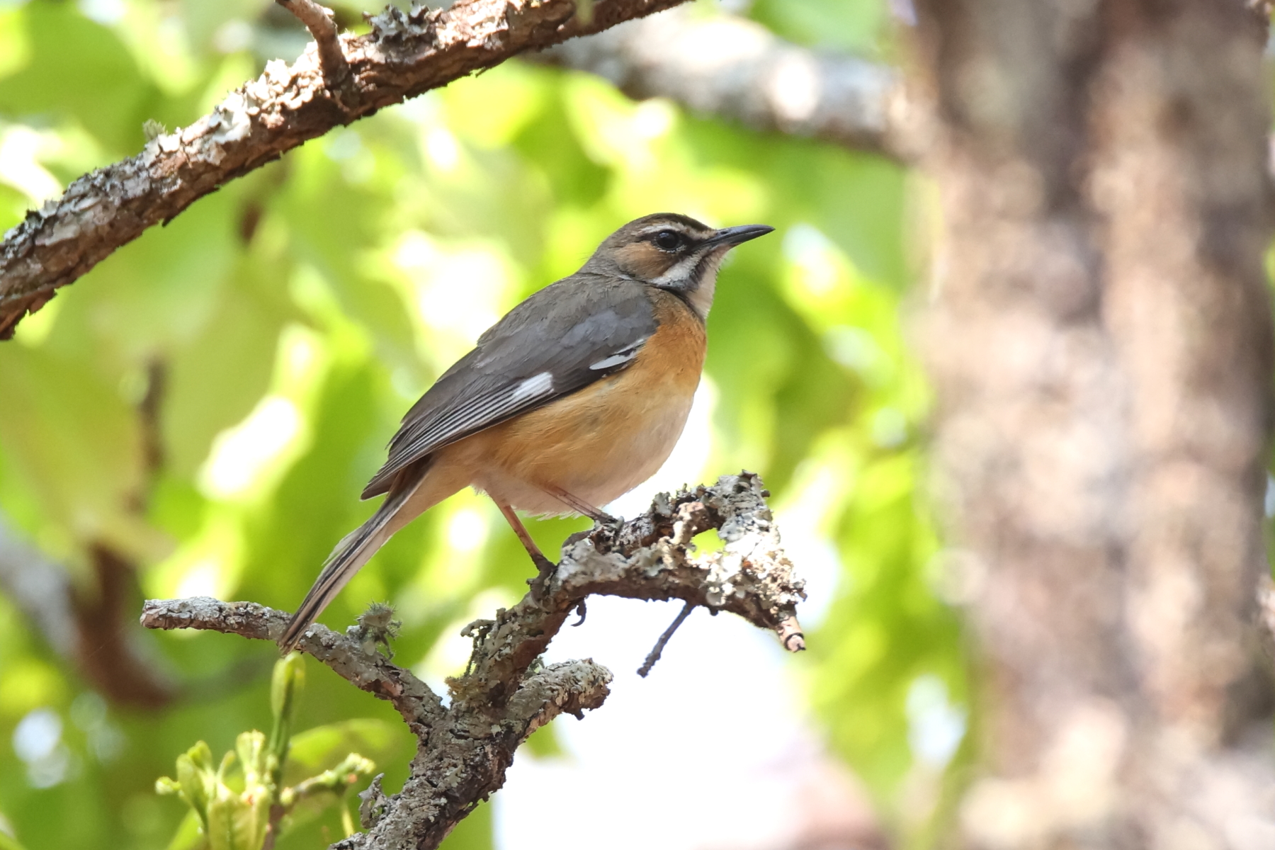 Miombo Scrub Robin (image by Janos Olah)