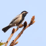Miombo Tit (image by Janos Olah)