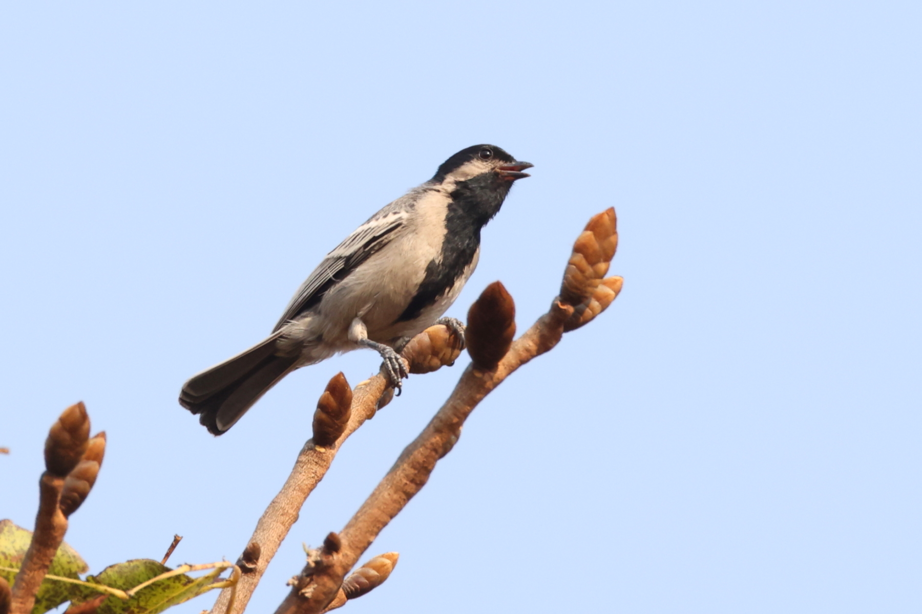 Miombo Tit (image by Janos Olah)