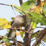 Miombo Wren Warbler (image by Janos Olah)