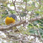 Monteiro's Bushshrike (image by Janos Olah)