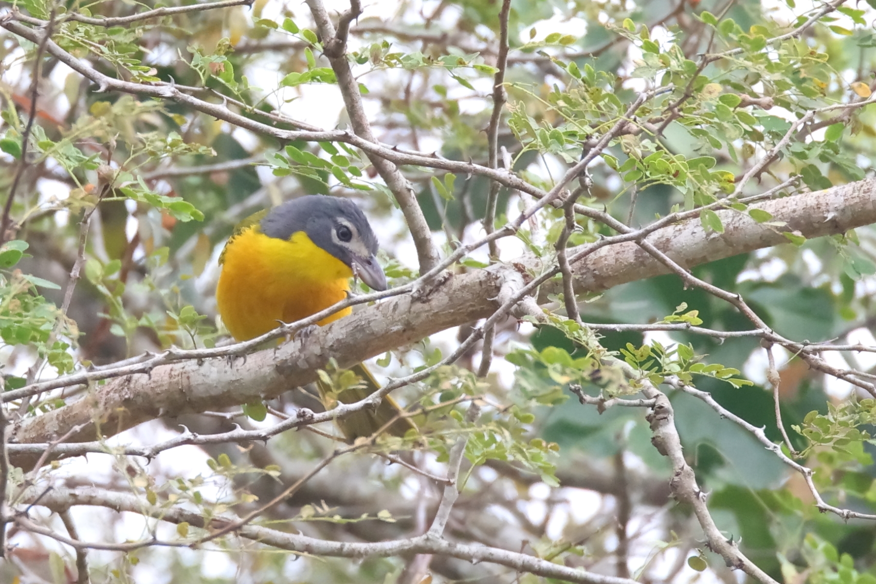 Monteiro's Bushshrike (image by Janos Olah)