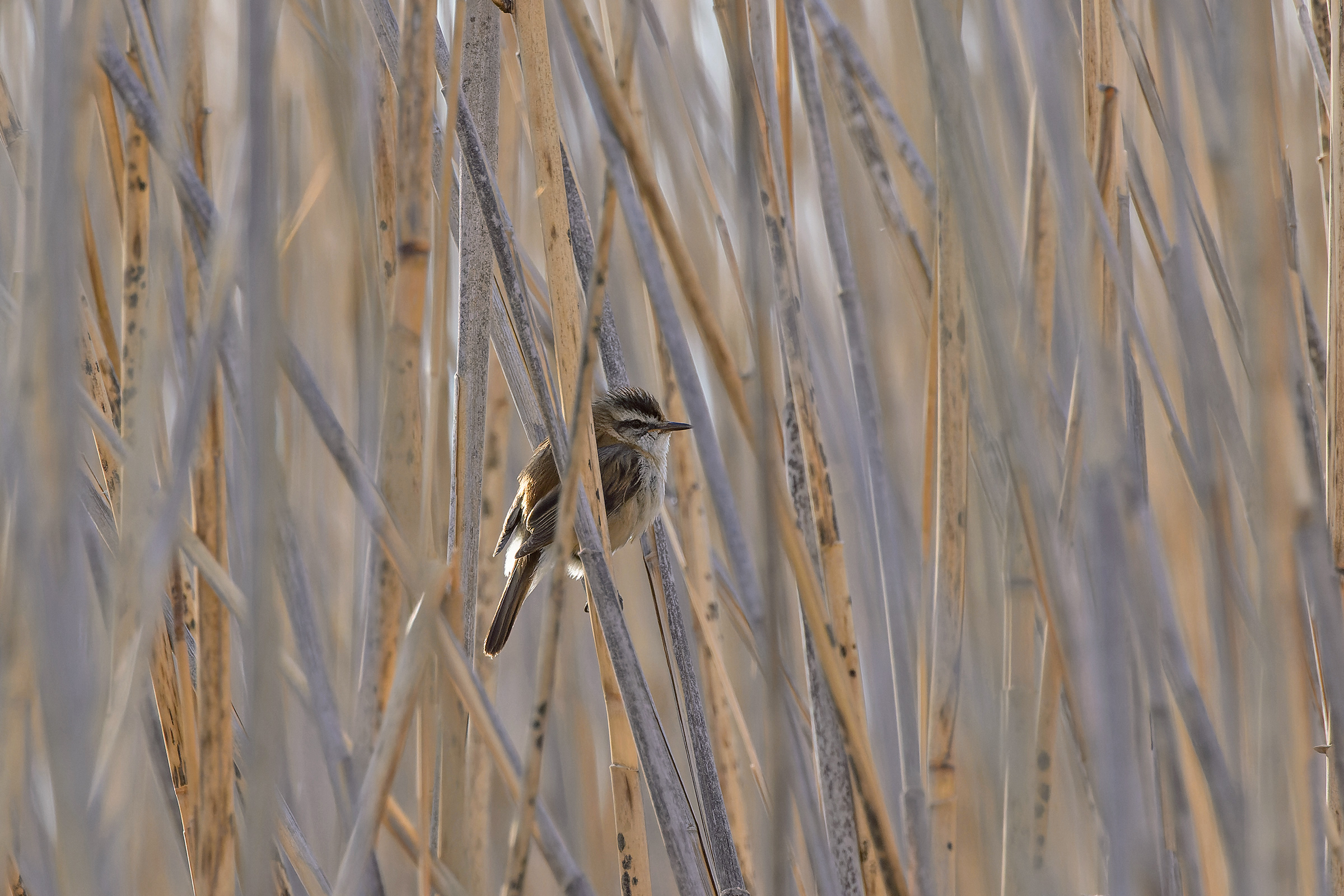 Moustached Warbler (image by Pete Morris)